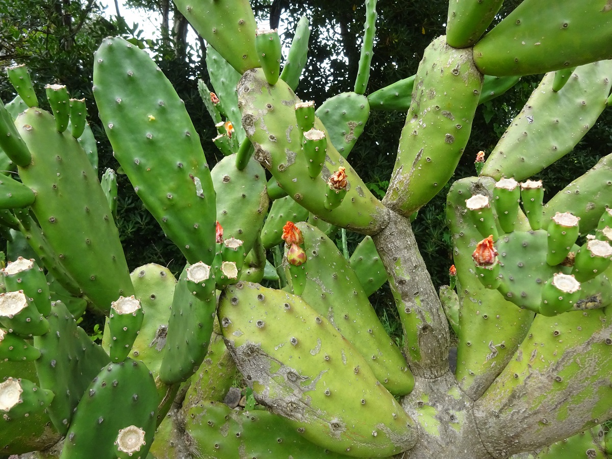 Opuntia ficus-indica (Cactaceae)
